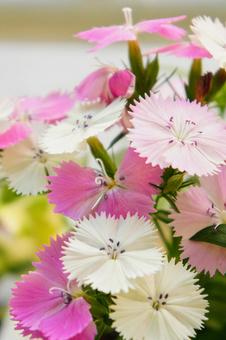 Flower dianthus, JPG