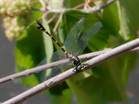 【昆虫写真】ウチワヤンマ(団扇蜻蜒) 【昆虫写真】ウチワヤンマ(団扇蜻蜒)の写真