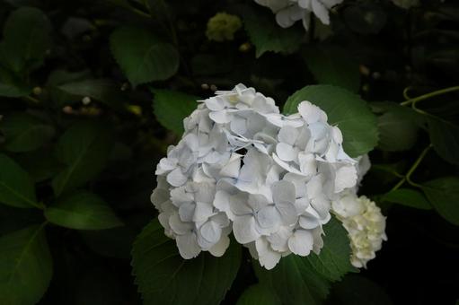 白く浮かび上がる紫陽花 白く浮かび上がる紫陽花の写真