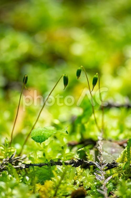春の奈良県の森林で、新緑とシダ類 春,奈良県,苔の写真素材