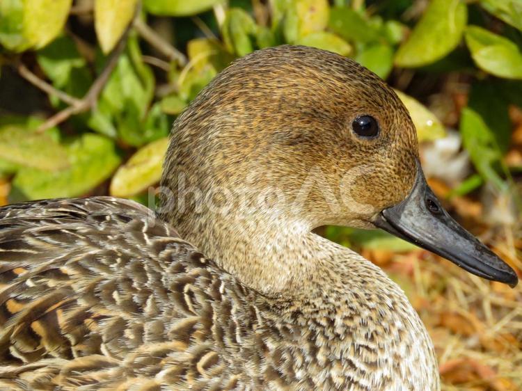 オナガガモのメスの横顔アップ オナガガモ,尾長鴨,おなががもの写真素材