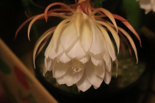 夜中に月花美人の開花始まる 夜中に月花美人の開花始まるの写真