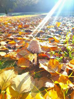 朝日を浴びるキノコ 朝日を浴びるキノコ 落ち葉,秋,紅葉の写真素材