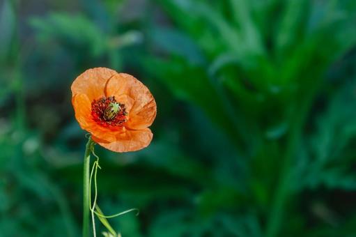 Photo, nagami hinagishi, long fruit mustard, flower, 