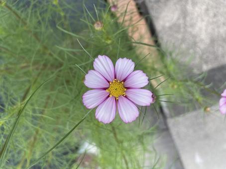 花 花 コスモス,フラワー,ガーデニングの写真素材