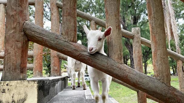 沖縄県渡嘉敷島、自然の中の白ヤギ 沖縄県渡嘉敷島、自然の中の白ヤギ ヤギ,沖縄,かわいいの写真素材