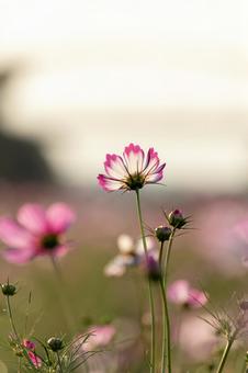 夕暮れのコスモス畑 夕暮れのコスモス畑 秋桜,コスモス畑,コスモスの写真素材