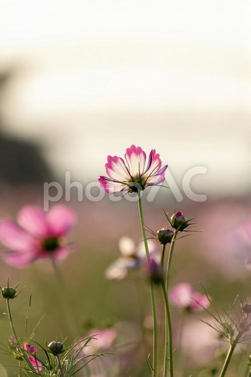 夕暮れのコスモス畑 秋桜,コスモス畑,コスモスの写真素材