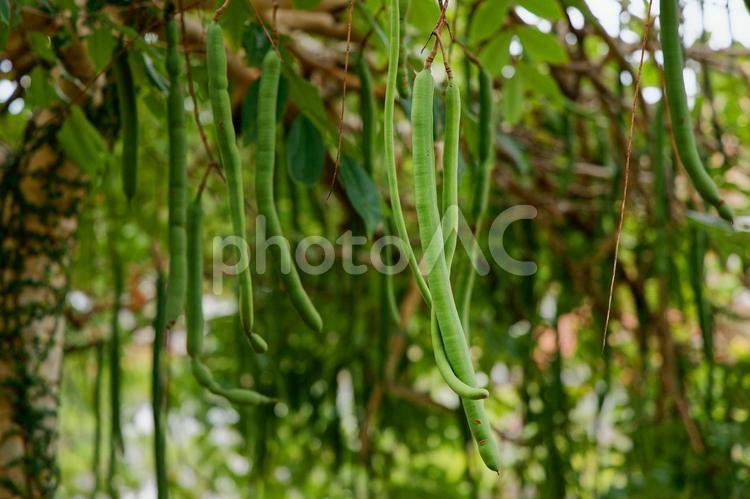 ゴールデンシャワー（種） ゴールデンシャワー,ナンバンサイカチ,黄色い花が咲くの写真素材