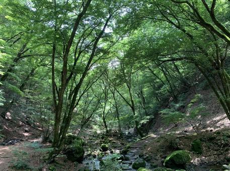 深い緑に包まれた渓谷の木立と小川 森林,渓谷,渓流の写真素材