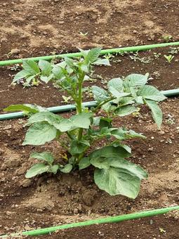 じゃがいも じゃがいも じゃがいも,家庭菜園,春の写真素材