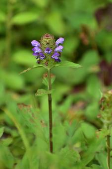 夏の花：ウツボグサ2 植物,ウツボグサ,靫草の写真素材