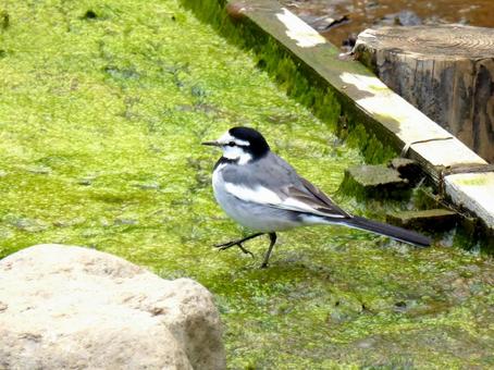 公園の湿地を歩き回るハクセキレイ 公園の湿地を歩き回るハクセキレイの写真