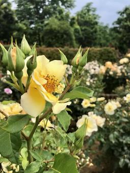 庭園に咲く黄色い花 庭園に咲く黄色い花の写真