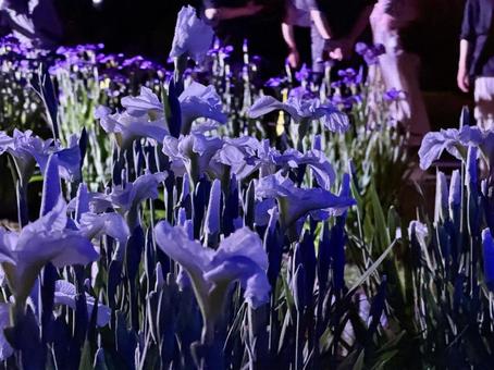 夜の堀切菖蒲園 ライトアップされる花菖蒲 夜の堀切菖蒲園 ライトアップされる花菖蒲 堀切菖蒲園,5月,菖蒲の写真素材