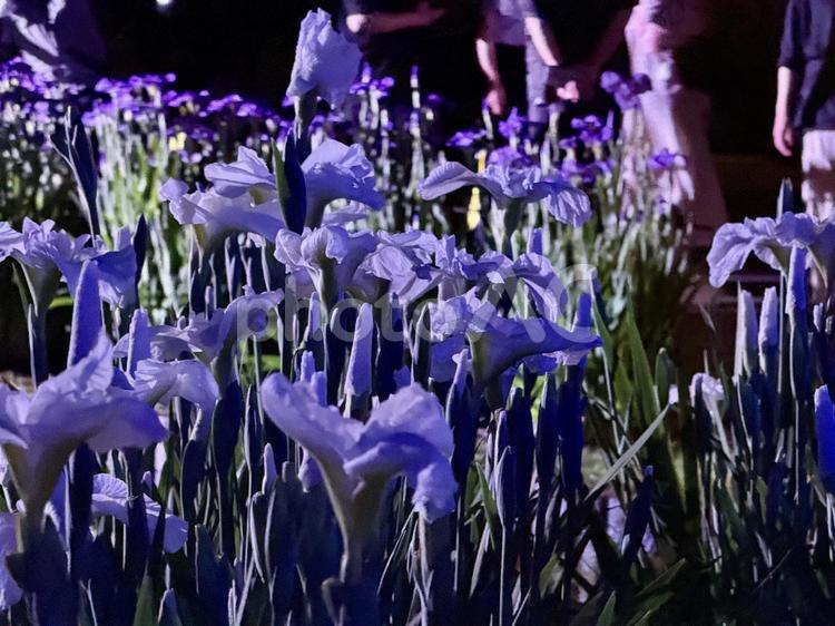 夜の堀切菖蒲園　ライトアップされる花菖蒲 堀切菖蒲園,5月,菖蒲の写真素材