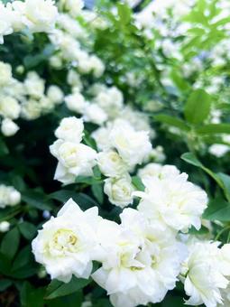 Photo, white, rose, mochikubara, 