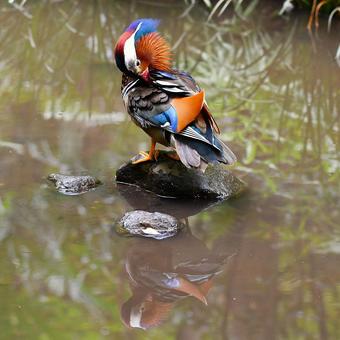 オシドリ オシドリ 鳥,鳥類,自然の写真素材