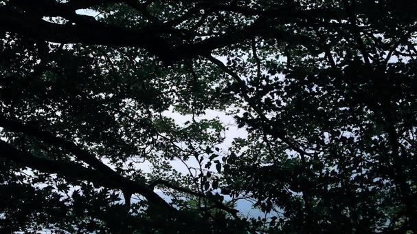 恩賜箱根公園 空を覆う晩夏の樹木 恩賜箱根公園 空を覆う晩夏の樹木 空,青空,晩夏の写真素材