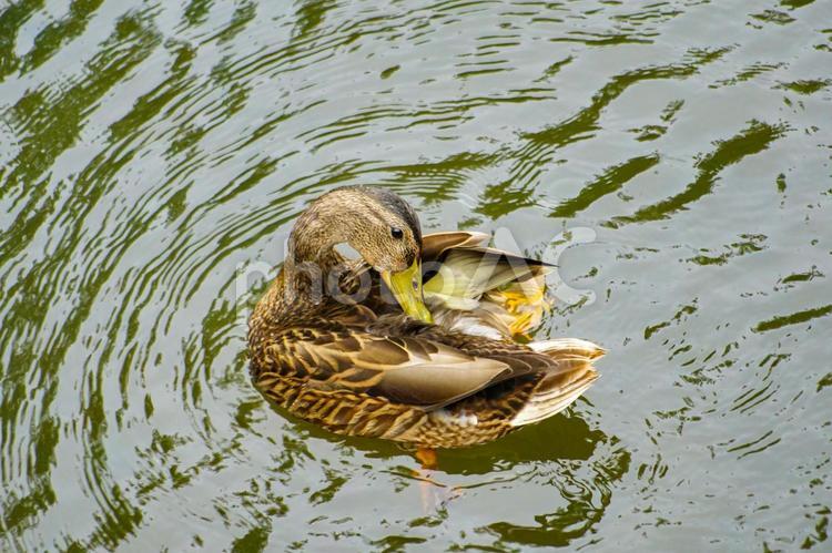 毛繕いしてるカモ カモ,鴨,野鳥の写真素材
