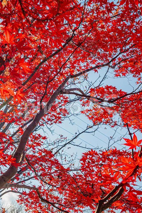 北海道の秋景色 赤色,もみじ,秋晴れの写真素材