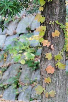 蔦が絡む木の幹と石垣 蔦,ツタ,紅葉の写真素材