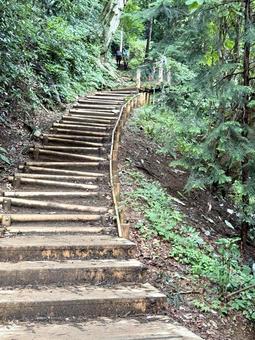 夏の高尾山　四号路　ハイキングコース マイナスイオン,深呼吸,四季の写真素材