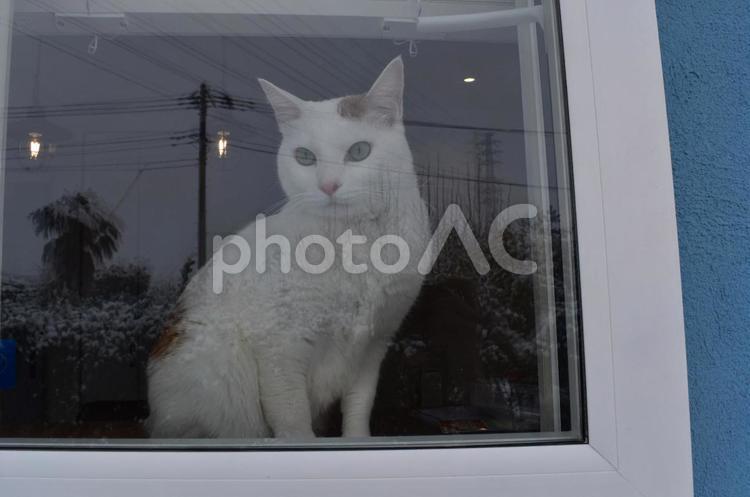 窓からのぞく猫 ネコ,ブリーダ,家庭の写真素材