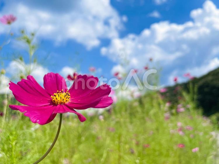秋の空とコスモス コスモス,秋,秋の空の写真素材