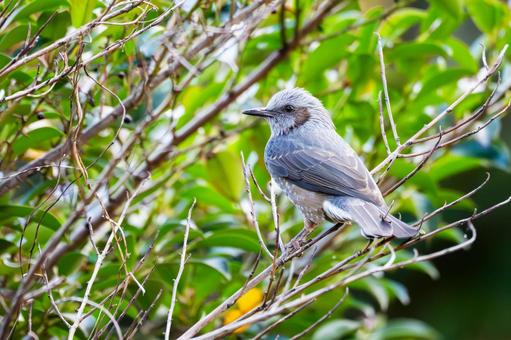 ヒヨドリ(43) 鳥,鳥類,ヒヨドリの写真素材