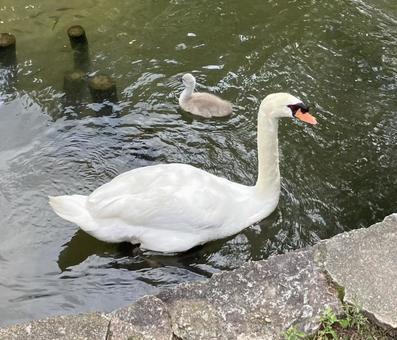 白鳥と白鳥の赤ちゃん 白鳥と白鳥の赤ちゃんの写真