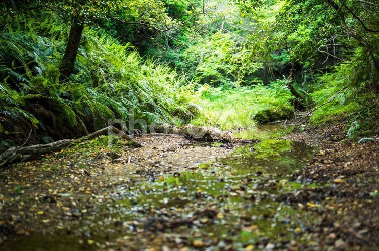 森林の水辺　光 日陰,木陰,生態の写真素材