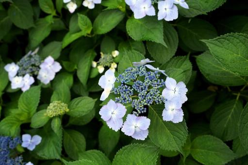 白いアジサイ 白いアジサイ 紫陽花,アジサイ,あじさいの写真素材