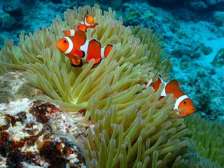 沖縄のカクレクマノミ カクレクマノミ,クマノミ,魚の写真素材