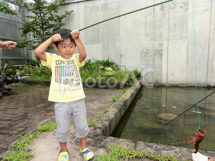 ザリガニ釣りをする男の子 こども,キッズ,ザリガニの写真素材