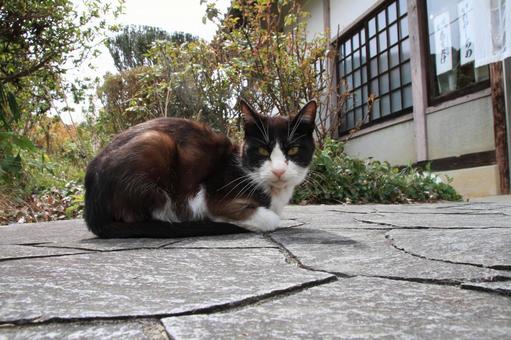 ねこ ねこの写真