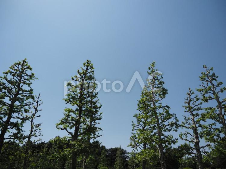 緑の広場　春・夏のイメージ 憩い,ベンチ,木陰の写真素材