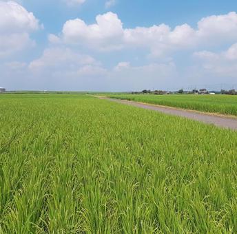 Photo, paddy field, ear rice, rice, 