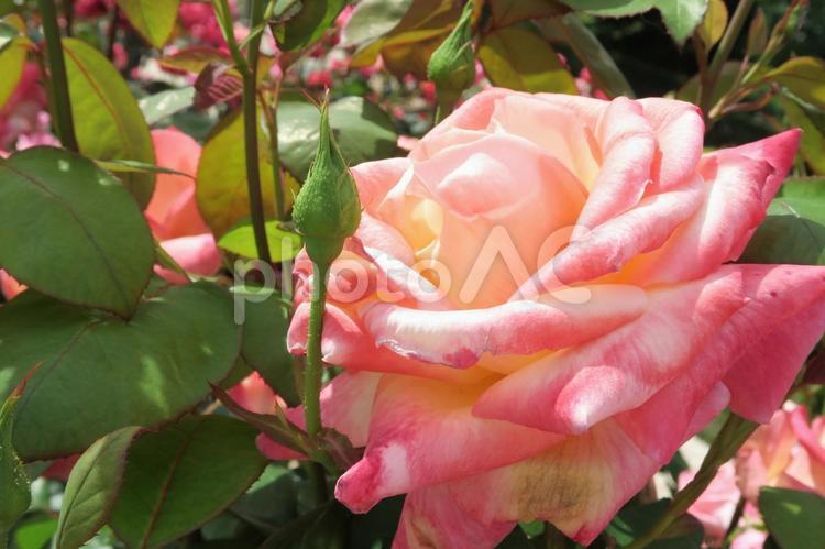 マーブルなバラ 薔薇,ばら,バラの写真素材