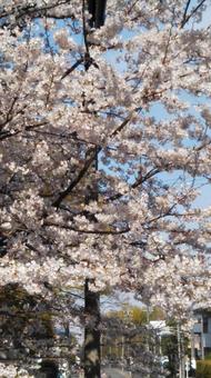 桜の花 桜の花の写真