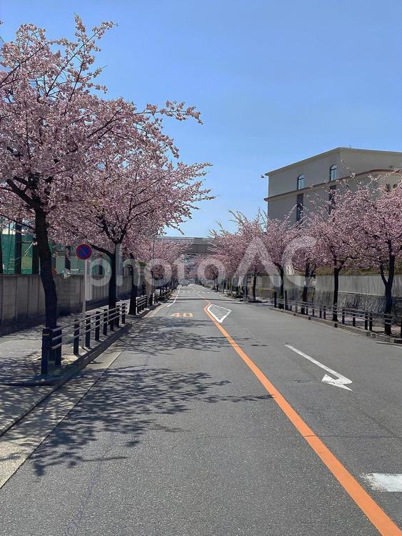 春の名古屋、道路沿いの桜 春,木,植物の写真素材