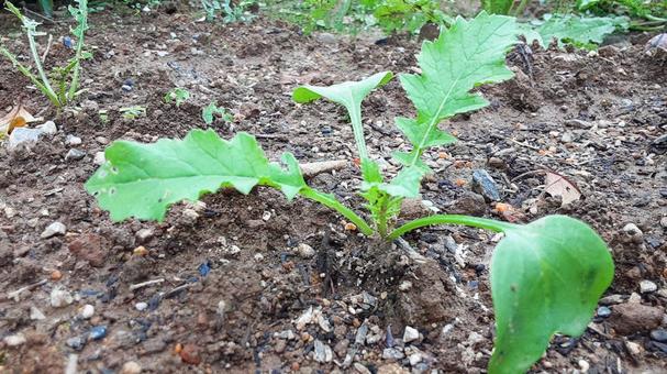 発芽して成長し始めた大根 発芽して成長し始めた大根 大根,苗,野菜の写真素材
