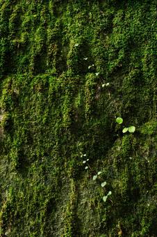 一面の緑の苔と小さい葉っぱの写真