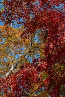 興禅院周辺の景色 興禅院周辺の景色 興禅院,紅葉,埼玉県の写真素材