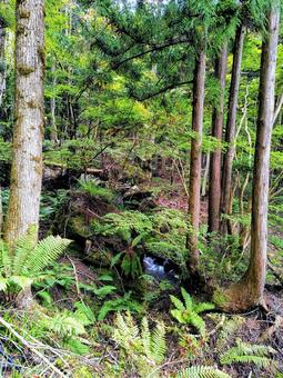 美しい緑の山道をハイキング 山道,森林,散策の写真素材
