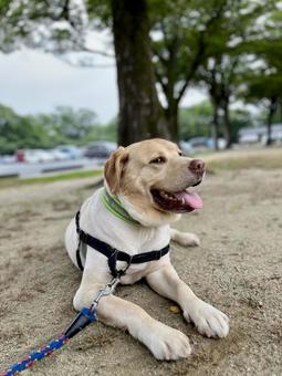 公園でくつろぐ麦ちゃん 公園でくつろぐ麦ちゃんの写真