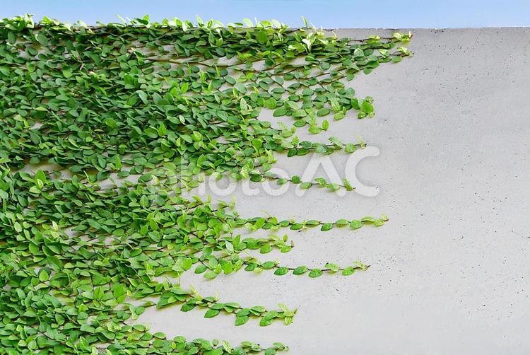 素材　つる草の新緑 緑,草,テクスチャの写真素材