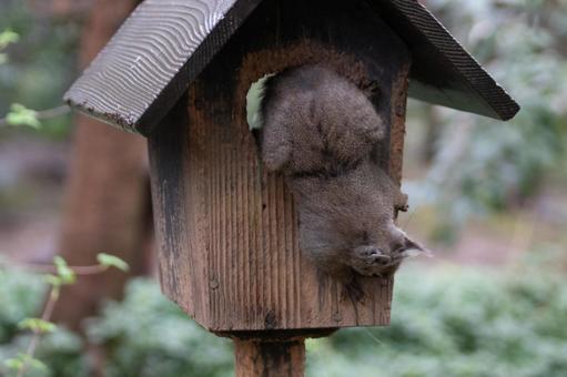 小屋から出るリス リス,自然,動物の写真素材