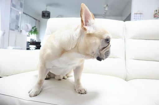 フレンチブルドック フレンチブルドックの写真