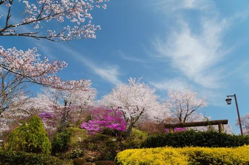 春の青空と花の祭典の写真